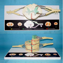 Rückenmark Neural Anatomie Modell für medizinische Lehre (R140105)